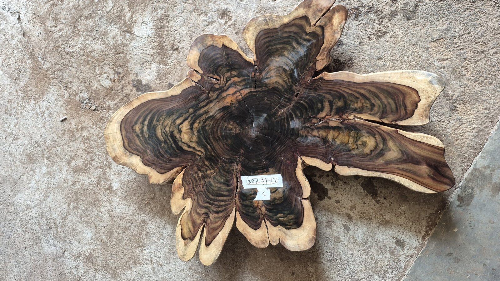 Piezas especiales de Samán de 60 cm Piezas especiales de Samán de 60 cm